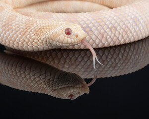 Snow Western Hognose flicking his tongue, photographed on a black reflective surface