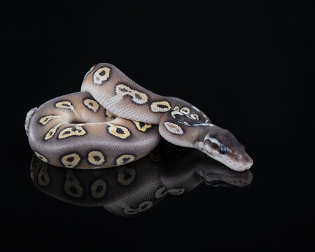 Black Head Mojave Ball Python, photographed on a black reflective surface