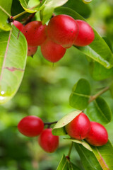Wild cherry fruit in the forest garden in the morning in the garden of Thailand