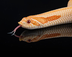 Albino Western Hognose flicking his tongue, photographed on a black reflective surface