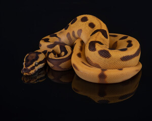 Orange Dream Yellow Belly Enchi Leopard Ball Python, photographed on a black reflective surface