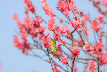 梅の花とメジロ