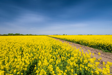 Obraz premium Canola fields for biodiesel, in remote rural area in Europe