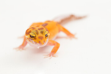 Leopard gecko, Eublepharis macularius, tremper albino isolated on white background
