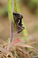 Closeup on a Dewick's Plusia moth, Macdunnoughia confusa