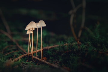 close-up of stunning small mushrooms on moss