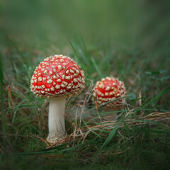 Amanita muscaria. Close-up of fly agaric. Close-up of toadstool on grass.