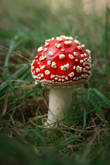 Obraz premium amanita muscaria fly agaric