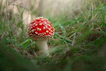 amanita muscaria fly mushroom