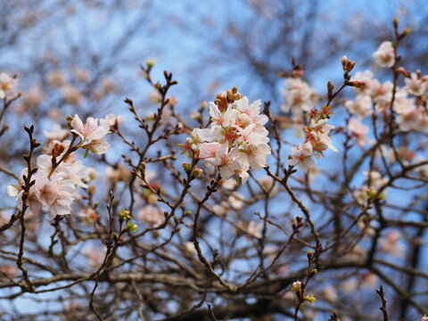 芝桜花言葉 の画像 12 件の Stock 写真 ベクターおよびビデオ Adobe Stock