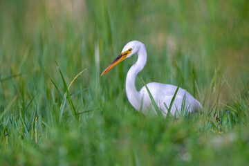 Great Egret (Arden alba) in the grass