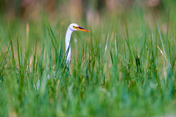 Great Egret (Ardea alba) in the grass