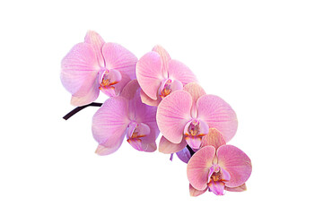 Naklejka na ściany i meble Branch of beautiful pink Phalaenopsis orchid isolated on white