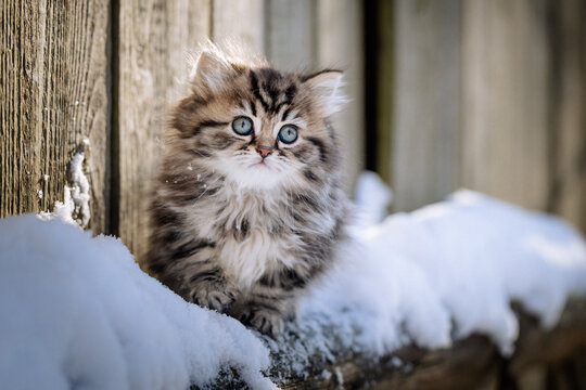 Kleine K&auml;tzchen im Schnee - Katze im Winter