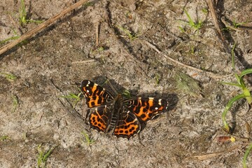 Closeup on the the map butterfly, Araschnia levan sitting with spread wings on the ground