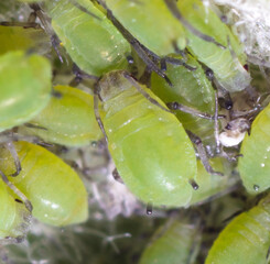 Small green aphids on a tree leaf.
