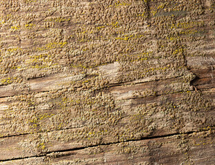 An old wooden board as an abstract background.