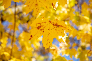 Yellow maple leaves on the tree in autumn.