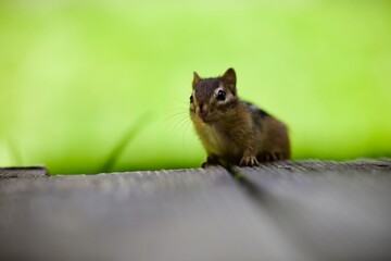 Closeup of little brown squirrel in green background