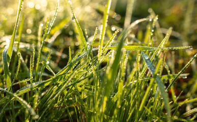 Dew drops on the green grass in the morning.