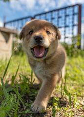 Fototapeta premium Portrait of a small puppy in the grass