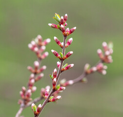 Closed flowers in buds on a cherry tree in spring.
