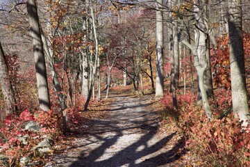 Path surrounded by dense autumn trees