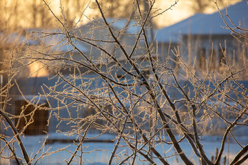 Bare tree branches in winter at sunset.