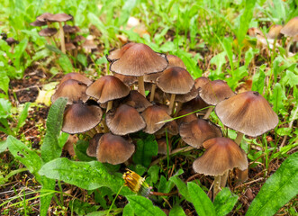 Not a edible mushroom in the woods.