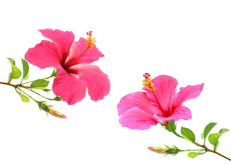Flowering Hibiscus. Isolated on white. © prapann