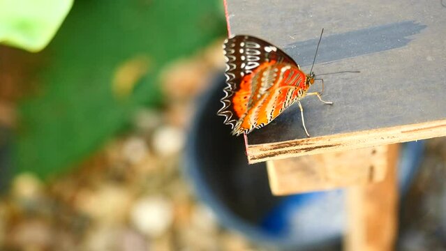 Red Lacewing Buterfly ( Cethosia biblis perakana ) spreading wings on table, Orange with red with yellow with black stripes and white spots on tropical insect wing