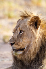 Fototapeta na wymiar Young black-maned lion calling at a water hole in the Kalahari desert, South Africa 