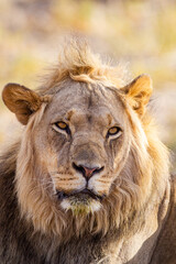 Young black-maned lion calling at a water hole in the Kalahari desert, South Africa	