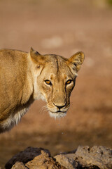 Young lioness drinking from a waterhole in the Kalahari in South Africa