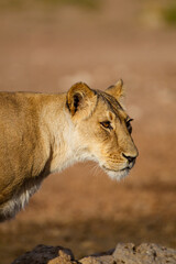 Young lioness drinking from a waterhole in the Kalahari in South Africa
