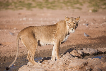 Young lioness drinking from a waterhole in the Kalahari in South Africa