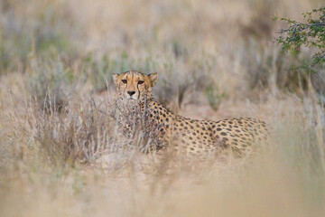 Cheetah hunting in the dry riverbeds of the Kgalagadi Transfrontier Park, South Africa