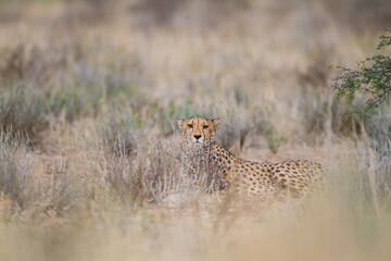 Cheetah hunting in the dry riverbeds of the Kgalagadi Transfrontier Park, South Africa