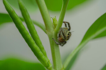 Green stem plants are the best playing ground for jumping spider 