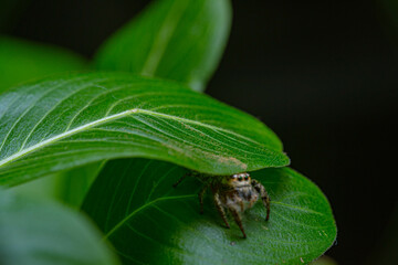 The green leaf is The home shelter for jumping spider hiding