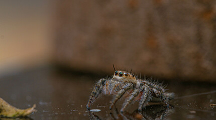 Jumping spider with reflection shadow itself with wood background behind.