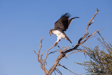 Juvenile Martial Eagle learning to fly in the Kalahari desert in South Africa	