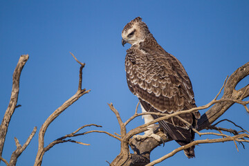 Juvenile Martial Eagle learning to fly in the Kalahari desert in South Africa	