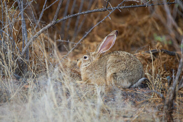 Scrub hare resting in the shade in the Kgalagadi Transfrontier Park, South Africa	