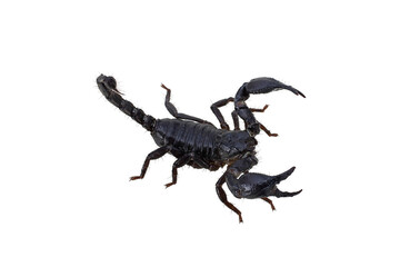 scorpion isolated on white background