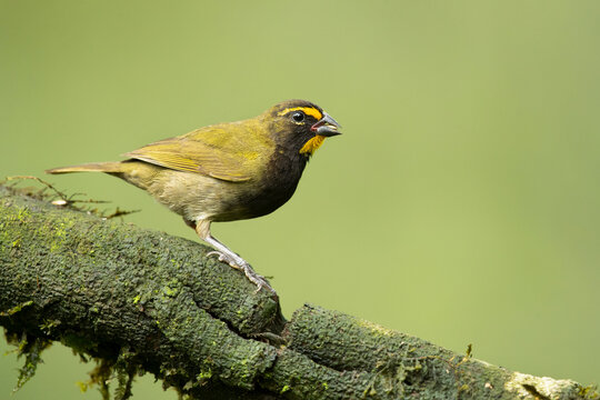 Yellow-faced grassquit (Tiaris olivaceus) is a passerine bird in the tanager family Thraupidae and is the only member of the genus Tiaris. It is native to the Central America, South America, and the C