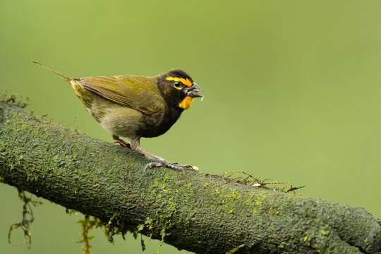 Yellow-faced grassquit (Tiaris olivaceus) is a passerine bird in the tanager family Thraupidae and is the only member of the genus Tiaris. It is native to the Central America, South America, and the C