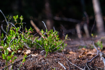 Wild growing baby blueberries. Young blueberries on the branch in the forest.