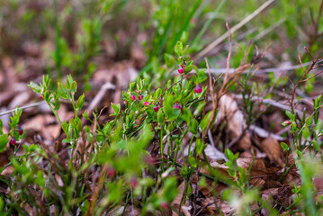 Wild growing baby blueberries. Young blueberries on the branch in the forest.