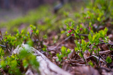 Wild growing baby blueberries. Young blueberries on the branch in the forest.
